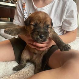 Twizzler - Wheaten male Soft Coated Wheaten Terrier puppy in Kirksville, Missouri from BellSharps Australian Shepherds