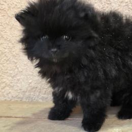 Girl 1 - Black female Pomeranian puppy in Victorville, California from Star Kid Poms
