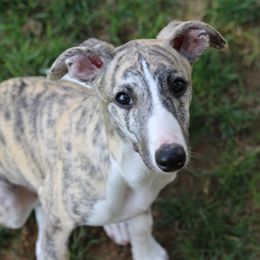 Alto - White and fawn brindle male Whippet puppy in Atlanta, Georgia from Sinaj