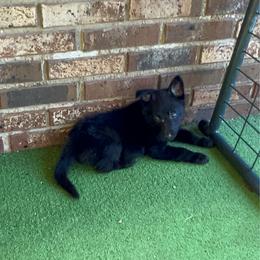 Male E - Black male German Shepherd puppy in New Martinsville, West Virginia from Hunter K-9