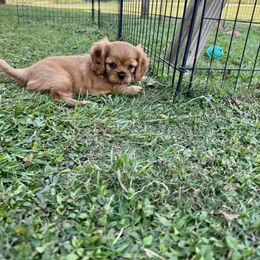 Cavalier King Charles Spaniel Puppies from Reynolds Farms Cavaliers