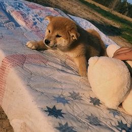 Shiba Inu Puppies from Fountains Courageous