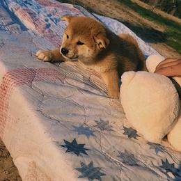 Shiba Inu Puppies from Fountains Courageous