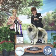 Keeshond Puppies from Windrift Keeshond