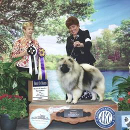 Keeshond Puppies from Windrift Keeshond