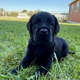 Orange - Black male Labrador Retriever puppy in Medford, Oregon from Valley View English Labs