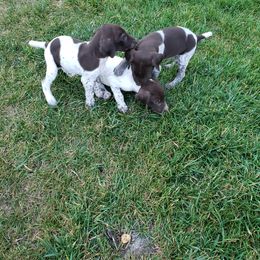 German Shorthaired Pointer Puppies from Cozy's GSPs