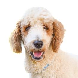 Barkley - Poodle