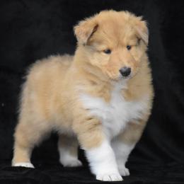 Jasper - Sable merle and white male Collie puppy in Danville, Pennsylvania from Brookwood Collies, Smooth & Rough