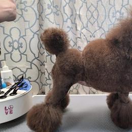 Noelle - Poodle