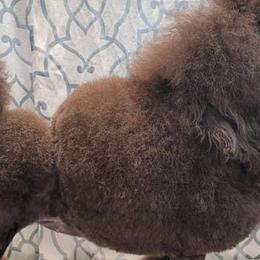 Noelle - Poodle