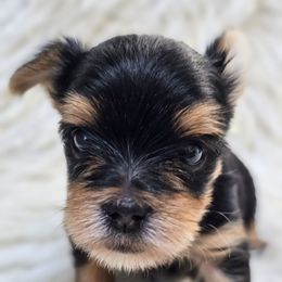 Declan - Blue and gold male Yorkshire Terrier puppy in Rushville, Ohio from Enchanted Acres Yorkies