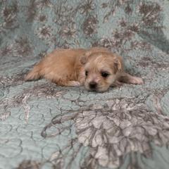 Zeppole - White male Mi-Ki puppy in Prospect Heights, Illinois from Metro Mi-kis