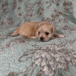 Zeppole - White male Mi-Ki puppy in Prospect Heights, Illinois from Metro Mi-kis