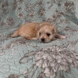 Zeppole - White male Mi-Ki puppy in Prospect Heights, Illinois from Metro Mi-kis