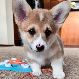 Chili - Red female Pembroke Welsh Corgi puppy in Goldthwaite, Texas from Everlove Pembroke Welsh Corgis