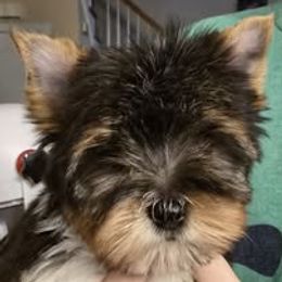 whiskey - Black tan and white Biewer Terrier puppy in Chesapeake, Virginia from Bellissima Biewers & Yorkies