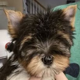 whiskey - Black tan and white Biewer Terrier puppy in Chesapeake, Virginia from Bellissima Biewers & Yorkies