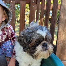 Shichons and Shih Tzus from Teddy Bear (Shichon) Puppies!