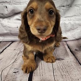 Hopper (pink collar) - Chocolate and tan male Dachshund puppy in Anaconda, Montana from Williams Family Dachshunds