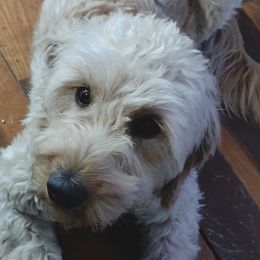 Goldendoodle All Grown Up from Hoosier Mini Doodles