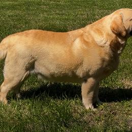 Huxley - Labrador Retriever