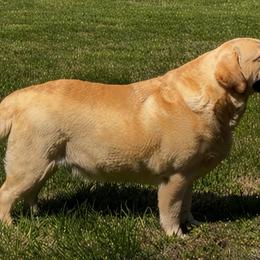 Huxley - Labrador Retriever