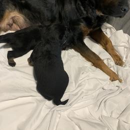 Rottweiler Puppies from Rottitales