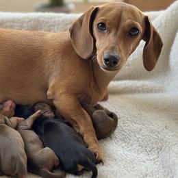 Millie - Dachshund