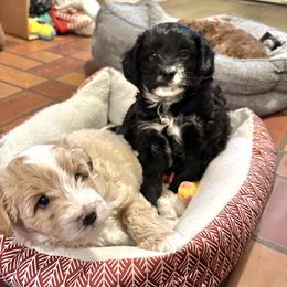Aussiedoodle Puppies from Paisleys Doodles AK