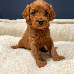 Cavapoo Puppies from SoCal Cavapoos