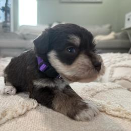 Dumpling - Liver female Miniature Schnauzer puppy in La Mirada, California from SchnauzersRus
