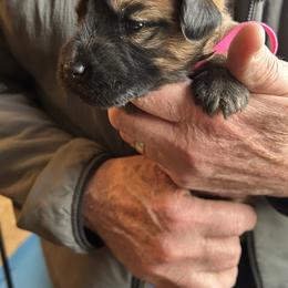 Ellie (pink collar) - Wheaten female Soft Coated Wheaten Terrier puppy in Cody, Wyoming from Yellowstone Breeders