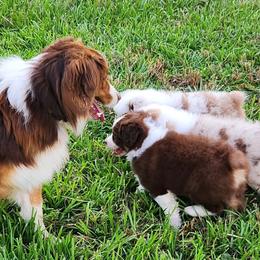 Australian Shepherd Puppies from Out of the Blue Aussies