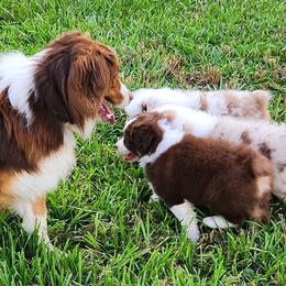 Australian Shepherd Puppies from Out of the Blue Aussies