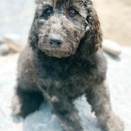 Azar - Chocolate male Goldendoodle puppy in Pasco, Washington from Camp Doodle Woods