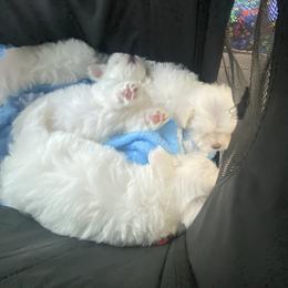Maltese Puppies from B&O Maltese