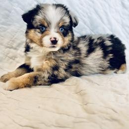 Huckleberry - Blue merle male Miniature Australian Shepherd puppy in Scottsburg, Indiana from Aussie Gems