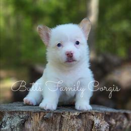 Lassie - Sable merle and white female American Corgi puppy in Cameron, North Carolina from Butts Family Corgis