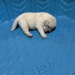 Baby Girl - Yellow female Labrador Retriever puppy in Manilla, Iowa from Maggie's Lab