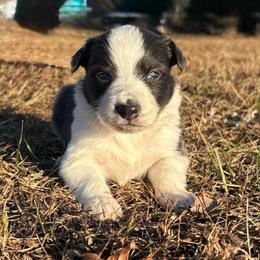 Malcom-blue and white - Blue male Border Collie puppy in Chattanooga, Tennessee from Ross Vegas Kennels