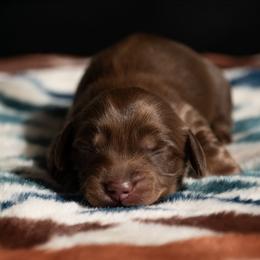 Hermione - Chocolate and tan female Dachshund puppy in Momence, Illinois from Happy Little Doxies