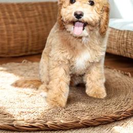 JEFFERSON - male Cavapoochon puppy in Fredericksburg, Ohio from Timshell Farm Specialty Crossbreed Puppies