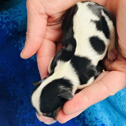 Cavalier King Charles Spaniels from PDX Cavaliers