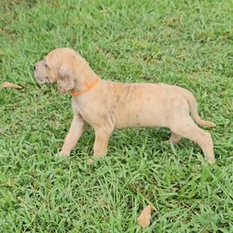 Yin - Merle male Great Dane puppy in Jerusalem, Arkansas from Mara Danes