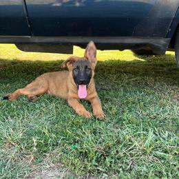 Cipher - Sable male German Shepherd puppy in Youngsville, North Carolina from Di casa Esperanza