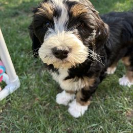 Bernedoodle Puppies from California Mountain Doodles