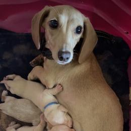 Boo - Dachshund