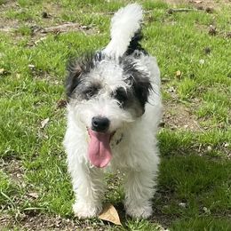 Matty - Russell Terrier