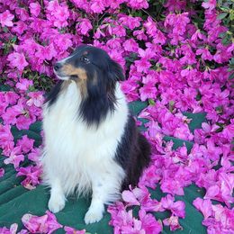 Saphire - Shetland Sheepdog